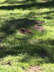 Microtus californicus