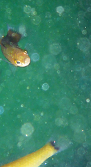 Halichoeres californicus