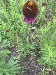 Echinacea atrorubens