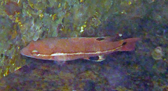 Bodianus pulcher