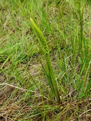 Triglochin concinna concinna