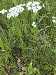 Bifora americana