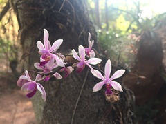 Phalaenopsis wilsonii