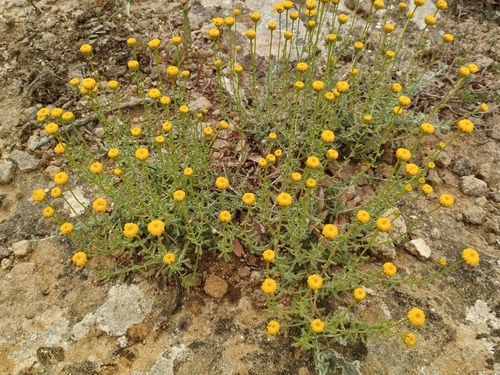 Cypress cotton (Santolina ericoides)