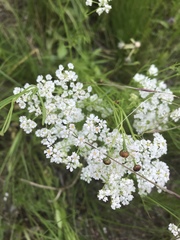 Bifora americana
