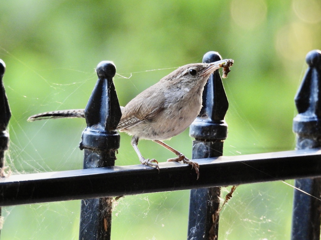 Bewick's Wren from Flower Mound, TX, USA on June 8, 2024 at 07:34 AM by ...