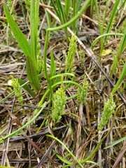 Equisetum fluviatile