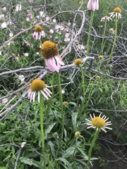 Echinacea atrorubens