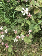 Rubus × loganobaccus