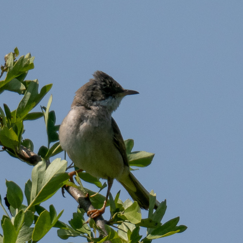 Curruca zarcera (Curruca communis)