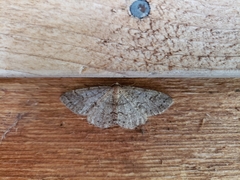 Melanolophia imitata