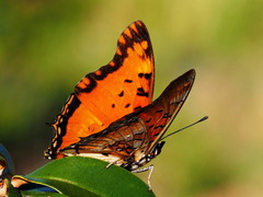 Charaxes jahlusa rex