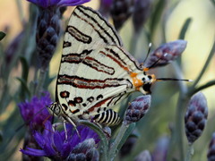 Cigaritis natalensis