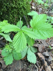 Fragaria vesca americana