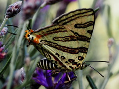 Cigaritis natalensis