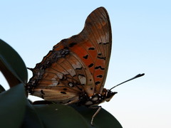 Charaxes jahlusa rex