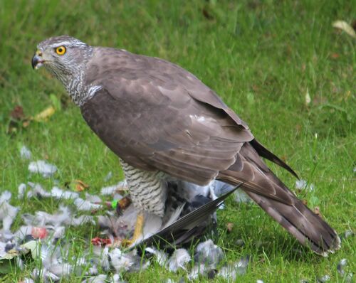 Eurasian Goshawk (Astur gentilis), photo 7