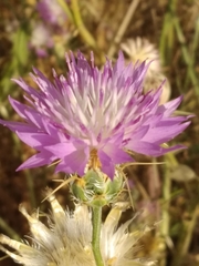 Centaurea crocodylium