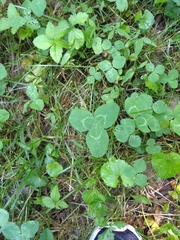 Trifolium repens
