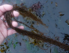 Gracilariopsis