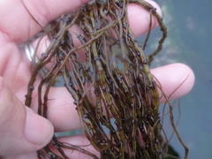 Gracilariopsis
