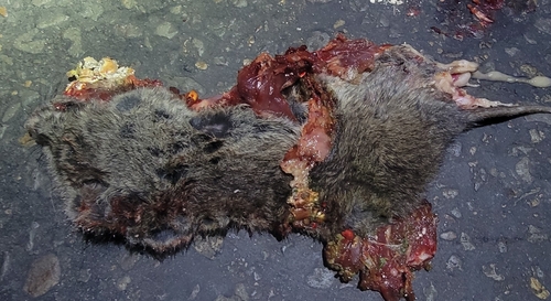 greater long-tailed hamster