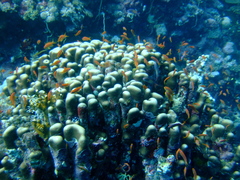 Goniastrea stelligera