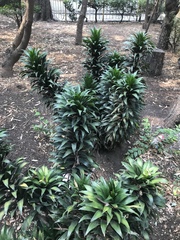 Dracaena fragrans compacta