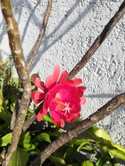 Disocactus ackermannii