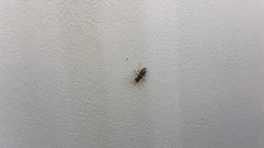 Pseudopachybrachius basalis