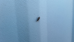 Pseudopachybrachius basalis