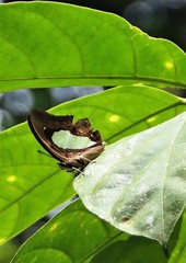 Polyura hebe plautus
