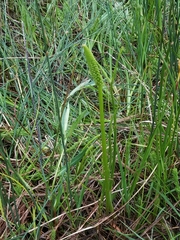 Triglochin concinna concinna