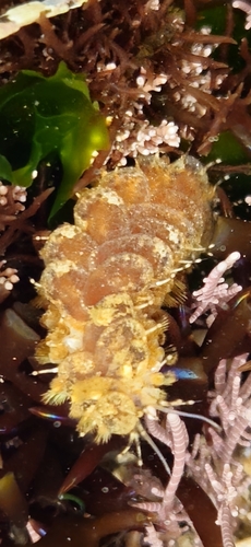 Lepidonotus spiculus