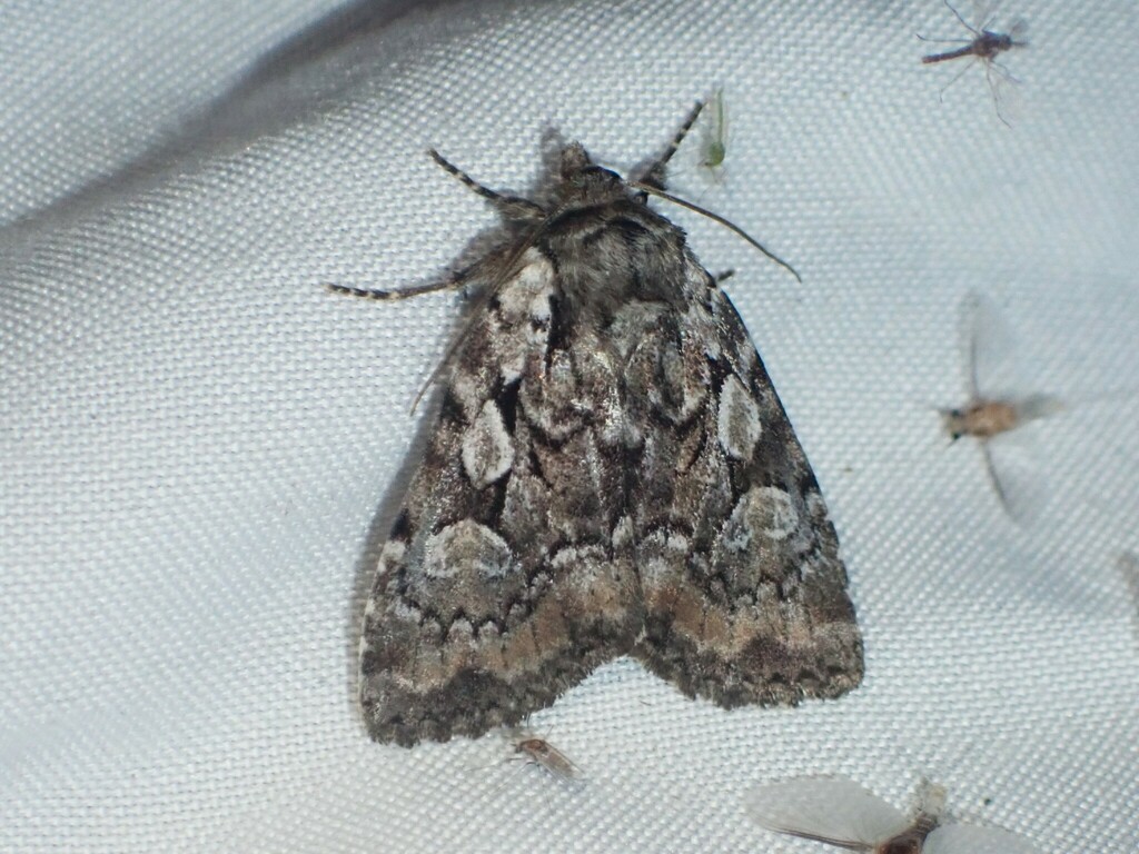 Large-spotted Dart