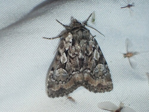 Aplectoides condita