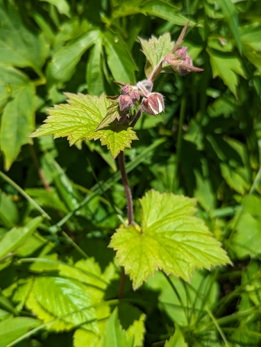 Geum geniculatum