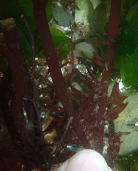 Prionitis lanceolata