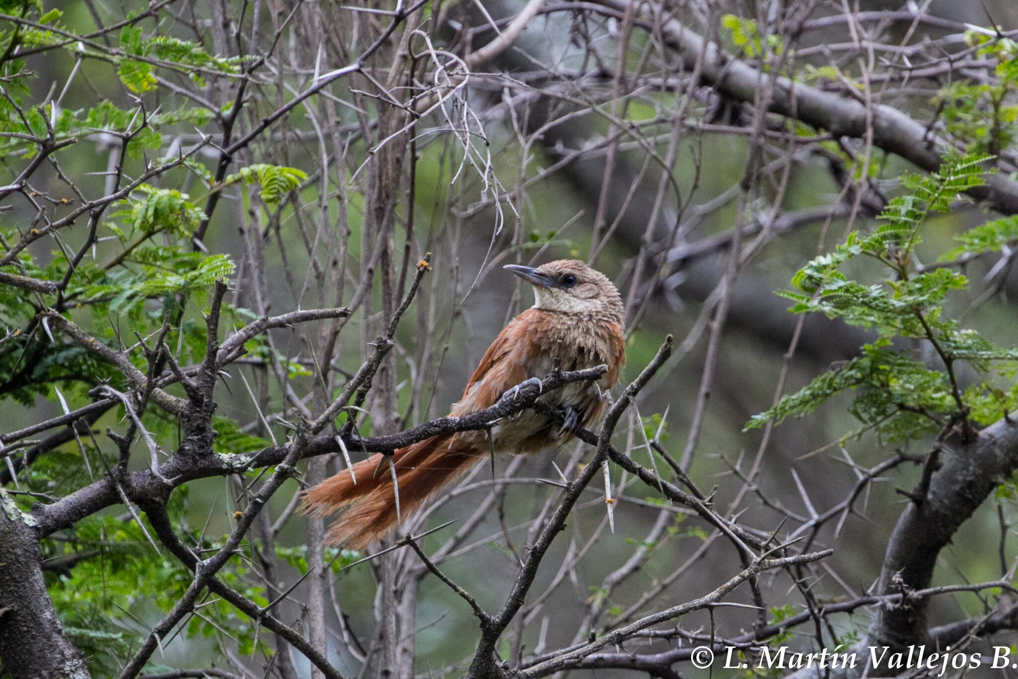 Chestnut-backed Thornbird (Phacellodomus dorsalis), photo 6