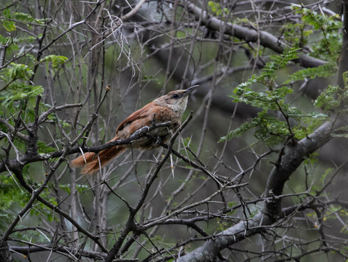 Chestnut-backed Thornbird (Phacellodomus dorsalis), photo 9