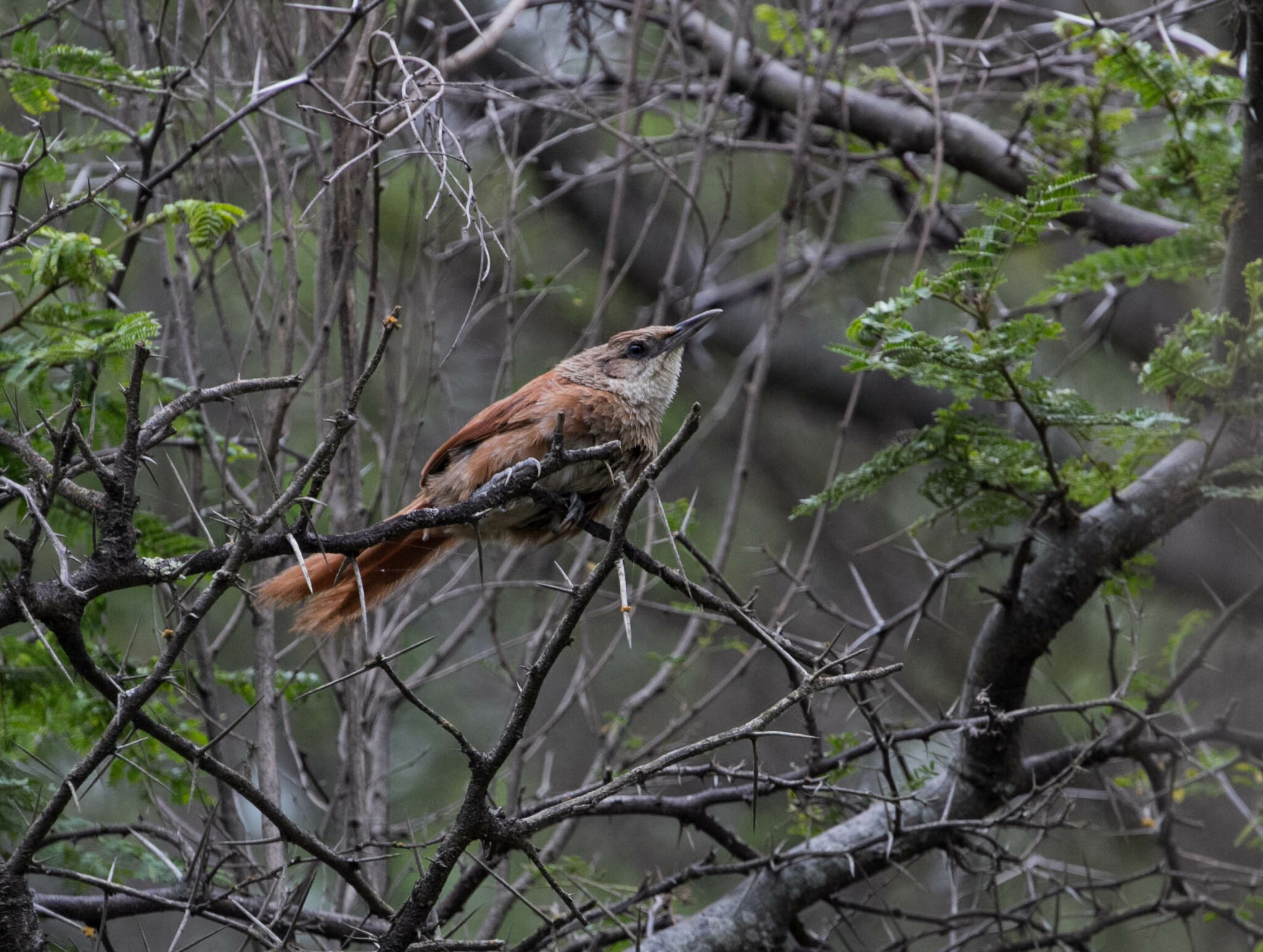 Chestnut-backed Thornbird (Phacellodomus dorsalis), photo 5