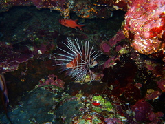 Pterois cincta