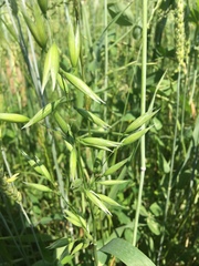 Avena sativa