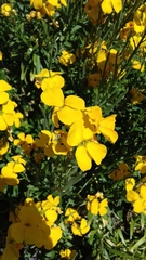 Erysimum × cheiri