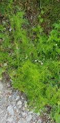Asparagus verticillatus