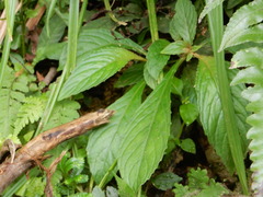 Rhynchotechum discolor