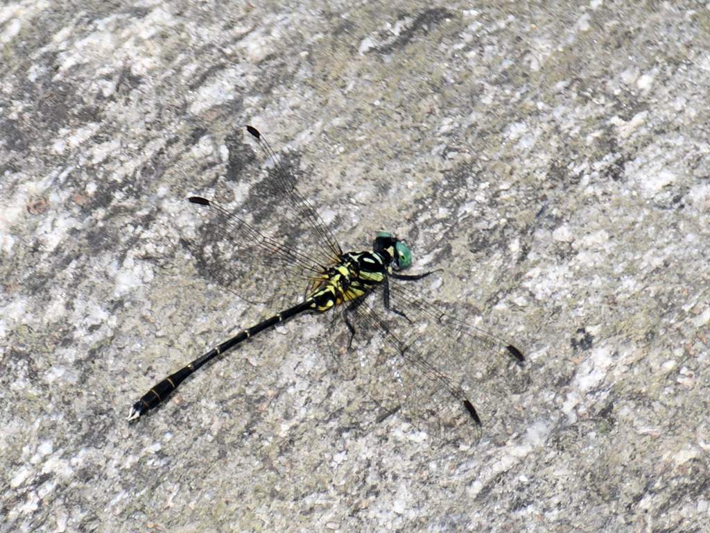 Stylogomphus inglisi