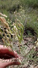 Astragalus racemosus