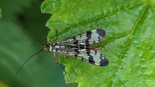 Common European Scorpionfly, De Zilk, Nederland, photo 9 of 10