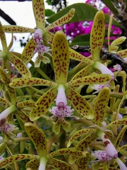 Epidendrum cristatum